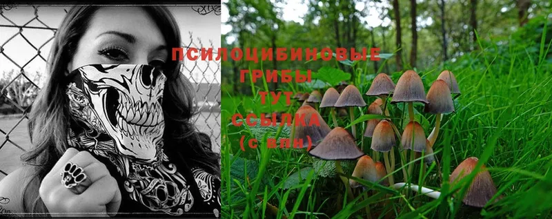 Псилоцибиновые грибы Magic Shrooms  omg как войти  Бокситогорск 